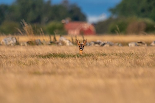 South of the road up from Grasgards harbor
A deer in the middle of a grain field, early in the morning, just after sunrise. We are both curious about each other. Not an unusual sight in the world heritage of the southern of Oland.
Recreation / tourism
